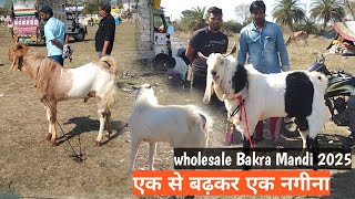 Gandhi Nagar Wholesale Goat market Bhopal 2025 || Bakra Mandi