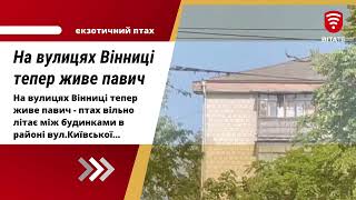 На вулицях Вінниці тепер живе павич - птах вільно літає між будинками