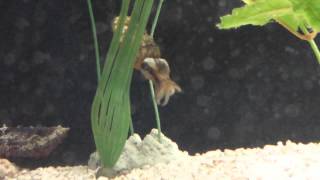 How Does a Cuttlefish Eat? | SeaWorld San Diego