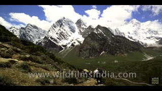 Best of India, best of wildfilmsindia MUST SEE Cannes 4K showreel