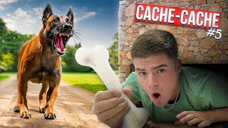 CACHE-CACHE EXTRÊME #5 (Chien Renifleur)