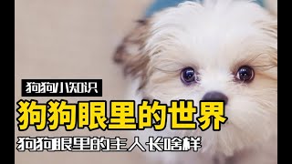 修狗眼里的世界是什么样的？你在他们眼中，又是什么样？