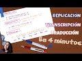 Aprendiendo a replicar, transcribir y traducir en 4 minutos. Bio[ESO]sfera