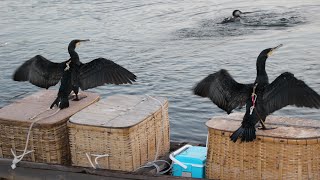 三次の鵜飼 【広島県無形民俗文化財】4K #三次の鵜飼  /  Cormorant fishing in Miyoshi  #Cormorant_fishing