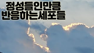 [새벽5시세포명상]정성을 쏟은만큼 세포도 반응한다. 21.8.6