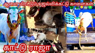 ஆளை மிரட்டும் காட்டு ராஜா குருப்ஸ் காளைகள்|மாட்டு பொங்கல் கொண்டாட்டம்|kaatu raja