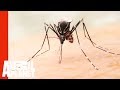 The Devastating Effects Of The Zika Virus | Monsters Inside Me