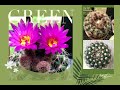 【仙人球】cactus notocactus uebelmannianus in bloom “眩美玉”开花 （多肉植物）