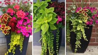 Design With coleus ideas / Dish garden /Mayana Garden / Creative Coleus Plant Ideas in a Pot