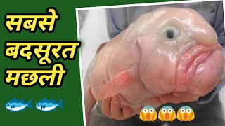 सबसे बदसूरत मछली🐟🐟 | fish facts | amazing things | hindi | viral videos #shorts #fish #trend