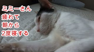 保護猫生活1７日目　お疲れのミミーさん2度寝する。