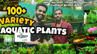 ലക്ഷക്കണക്കിനു രൂപയുടെ Aquatic Plants Collection😱.. Pirates Aquatic Plants Calicut. #aquaticplants