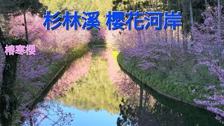 ［4K］2024櫻花季最美景點🌸杉林溪櫻花河岸 2024.02.23