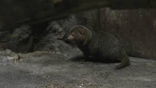 コビトマングース (上野動物園) 2017年10月29日