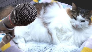 マイクに向かっておならをする猫｜Cat Farting on mic