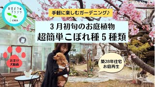 【初心者向き🌱こぼれダネ5種類】3月初旬のお庭の様子🌸ミモザ3種類と宿根草の芽吹きNo.73/2025.3.8撮影