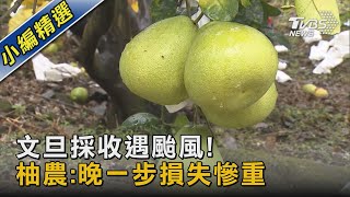 文旦採收遇颱風!柚農:晚一步損失慘重｜TVBS新聞 @TVBSNEWS02