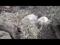 じゃれ合うオグロプレーリードッグ black tailed prairie dog