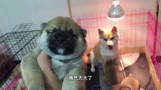 出生15天的小柴犬，疯狂的把母犬扑倒抢着吃奶，这场面太壮观了