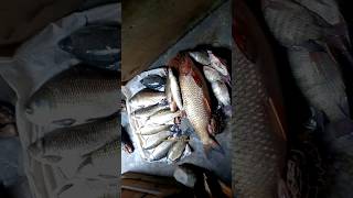 উপরওয়ালা যখন দেয়, তখন মন ভরিয়ে দেয় 🥰🎣🐟