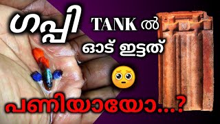 #ഗപ്പി ടാങ്കിൽ ഓട് ഇട്ടത് പണിയാണോ ? #guppy # guppy breeding malayalam #guppy tank