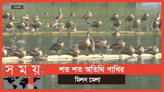 দিন ভর পাখির কলতানে মুখর নওগাঁর রাজদীঘি জলাশয় | Birds of BD | Somoy TV