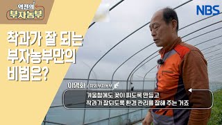 [참외 명인, 연 매출 2억~!] 참외 연속 착과를 위한 방법??