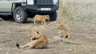 African Safari in the Serengeti and Ngorongoro