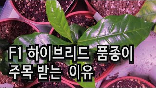 [커피품종] F1 하이브리드 커피 품종이 주목받는 이유