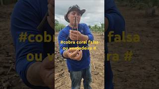 #coral falsa ou verdadeira #