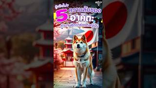 5 ความลับของอาคิตะ  #หมา  #doglovers