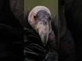 Saving the California Condor🦅😍 #bird #animal adventures #CaliforniaCondor #EndangeredSpecies