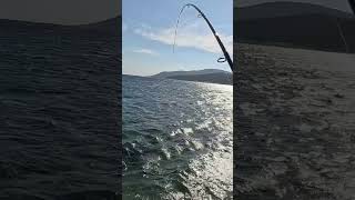 Shimano technium 7-35 nice strike