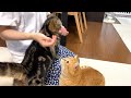 出しゃばる弟猫とママの手も食べちゃう兄猫のおやつタイム