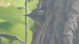 2019_06#アカゲラ 幼鳥が巣穴で親鳥を待つ＆待望の食事#北海道大学植物園#GreatSpotted_Woodpecker chick waiting for parents \u0026 feeding