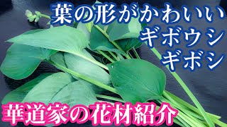 【花材紹介】ギボウシ・ギボシ・擬宝珠-Hosta-〈華道家の花材紹介6〉