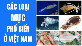 Cách phân biệt các loại mực phổ biến ở Việt Nam và cách chọn mực tươi ngon | Bếp Của Mẹ