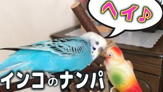 ナンパするインコ！さりげなく自分の出身地などをアピール