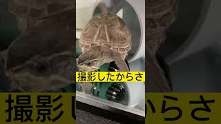 ヒーターを抱える亀