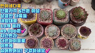 민이네다육 단품가격 5천원~6천원 택배로 13개 49,000원 아이들 지난번과 다른 아이들로 귀엽고 이쁘게 심어봤어요! 영상 감상하시고 주문주세요💕/010-6863-0625