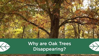 Why are Oak Trees Disappearing?