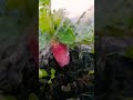 growing these pink radish in container gardening organic terracegarden radish