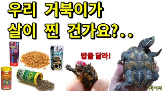 [#거북이씨​]  우리 거북이가 살이 찐 건가요? 비만인가요?!...