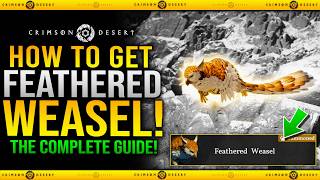Crimson Desert - How To Get New Feathered Weasel Pet Guide