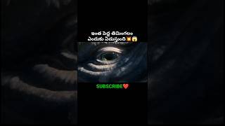 ఇంత పెద్ద తిమింగలాన్ని ఎలా కాపాడారో చూడండి😱|Movie Explained In Telugu||#shortsfeed #telugu #ytshorts