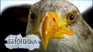 Бионика. Загадки зрения