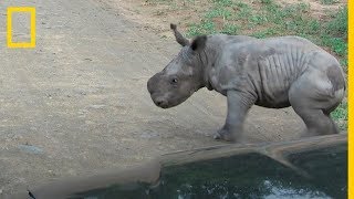 Pequeño RINOCERONTE juega con los COCHES en un SAFARI, embistiéndolos | NatGeo en Español