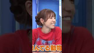 マッサマンに過保護なママ #マッサマン  #向井康二 #小池栄子  #ドッキリgp