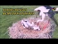 kenapa burung bangau selalu membunuh anak bayi nya