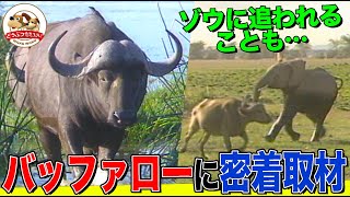 【バッファロー大図鑑】見た目の通りウシに近い動物なの？オス同士で交尾の練習！ゾウの襲来に大迷惑なシーンも！和名・アフリカスイギュウの暮らしとは【どうぶつ奇想天外／WAKUWAKU】